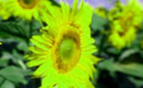 小學(xué)生描寫向日葵作文600字