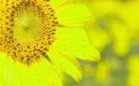 �茑���������տ�������