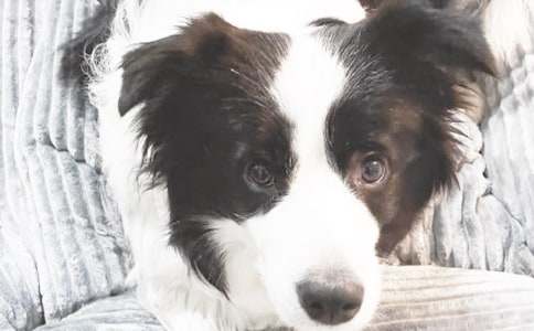 小狗過橋倒影看圖寫話作文200字(精選15篇)