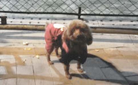 我的心愛(ài)之物小狗作文500字(精選66篇)