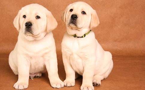 我的心愛之物小狗作文(通用40篇)