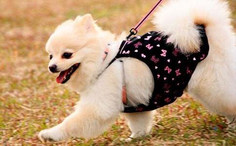 我家的小狗小學(xué)作文范文400字(精選75篇)