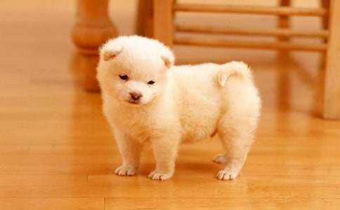 �ҼҵĚg�gС����(y��u)������700��