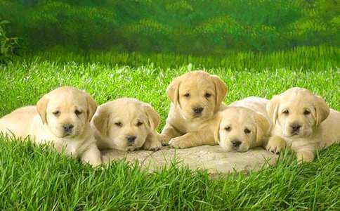 描寫小狗小學(xué)生作文(精選35篇)