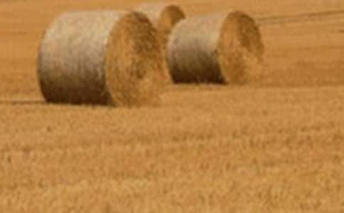 【推薦】小麥作文300字4篇