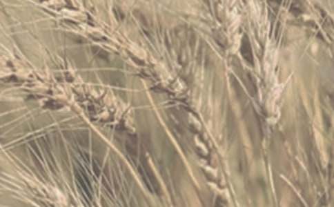 關(guān)于小麥?zhǔn)斋@的作文