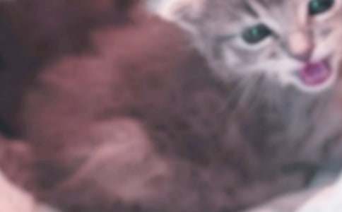 【推薦】描寫(xiě)小貓的作文