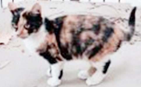 С؈�Ġ�������