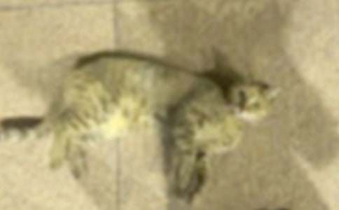 С���w���̰���С؈ץ�~