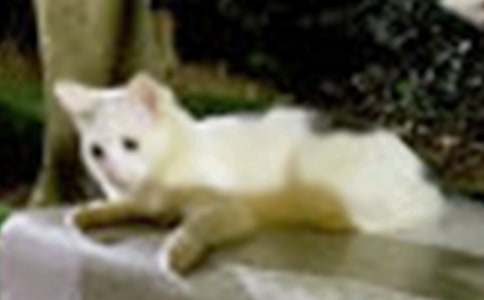 我和小貓的故事作文精選