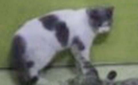 ���xС�W(xu��)С؈���ąR��9ƪ