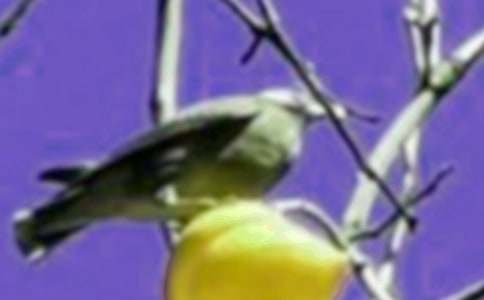 我是一只小鳥(niǎo)作文400宇