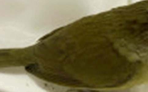 С�ࡶ�ɐ۵�С�B���̰���˼