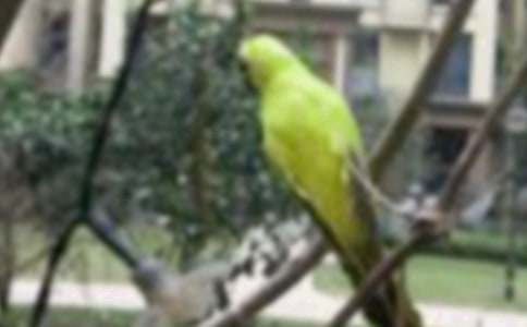 小鳥小鳥作文2篇