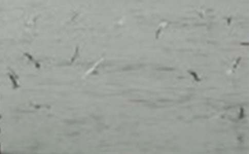 ����һֻСС�B1200��-��������