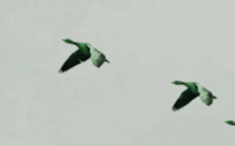 小鳥和小豬的作文