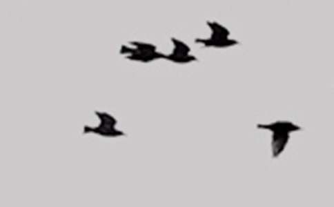 小班社會(huì)領(lǐng)域教案《小鳥(niǎo)的家》