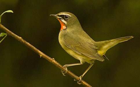 如果我是一只小小鳥優(yōu)秀作文