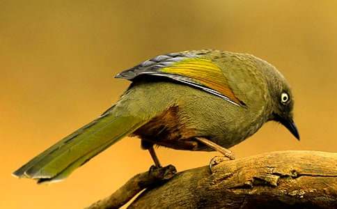 ����һֻС�B����