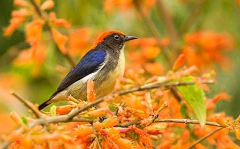 ��׃��һֻС�B���ģ�ͨ��51ƪ��