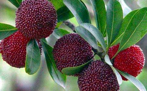 ��÷������600��4ƪ