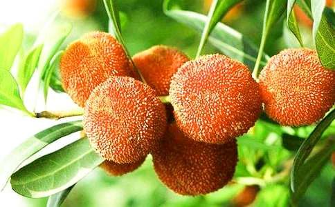 摘楊梅記敘事作文