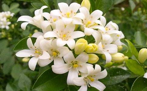 我家的夜來香優(yōu)秀作文400字