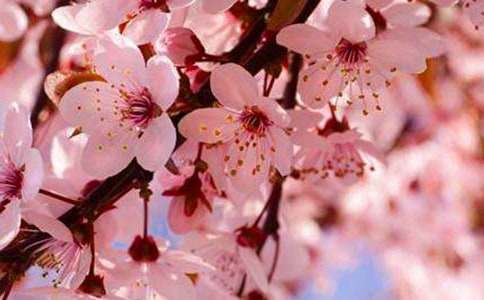 櫻花在陽光下起舞作文(通用16篇)