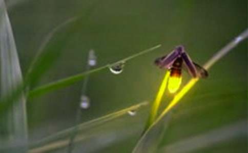 觀察螢火蟲的作文