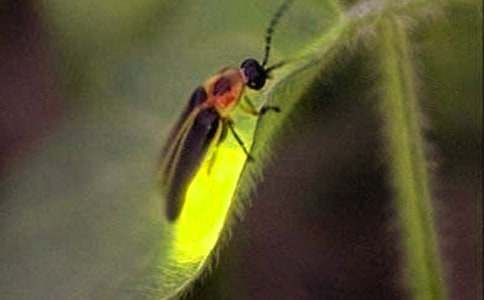 難忘的螢火蟲帳篷節(jié)作文