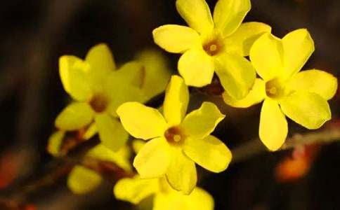 關(guān)于迎春花的優(yōu)秀作文范文