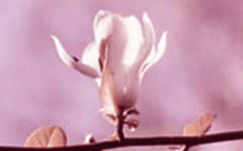 美麗的玉蘭花-寫物作文600字