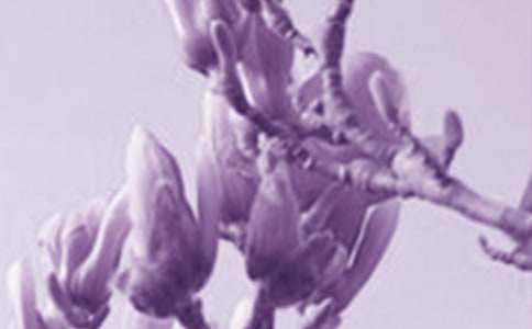 我漫步在玉蘭花開的時(shí)節(jié)作文