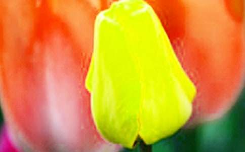 美麗的郁金香作文(精選15篇)