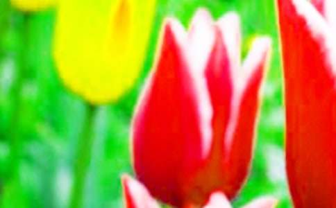 美麗的郁金香作文【推薦】