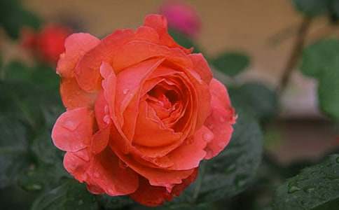 月季作文600字8篇