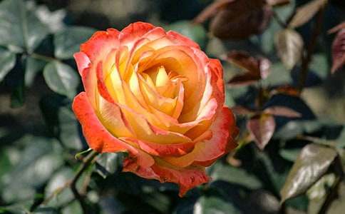 觀察月季花的學(xué)生作文