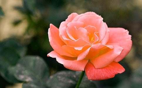 �¼����^����ӛģ�壨���x33ƪ��