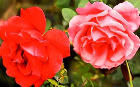 寫月季花的作文