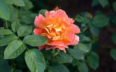 觀察月季花作文12篇