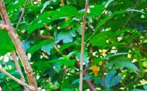 ��(ji��n)�εĄ�(l��)־�簲�Z(y��)�49�l