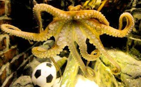 我的好朋友章魚哥的作文(精選21篇)