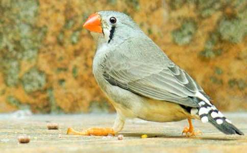 С�W�Z���n�������B��(y��u)��̰���ͨ��15ƪ��