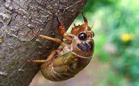 知了作文400字(通用26篇)