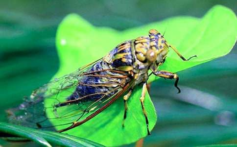 有關(guān)知了作文600字(通用38篇)