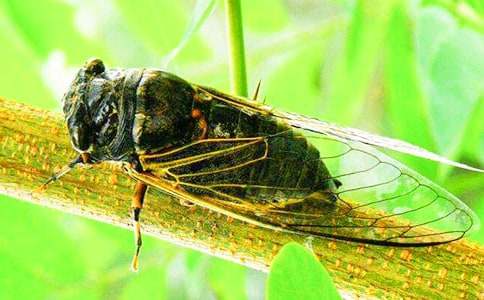 夏天知了的作文600字