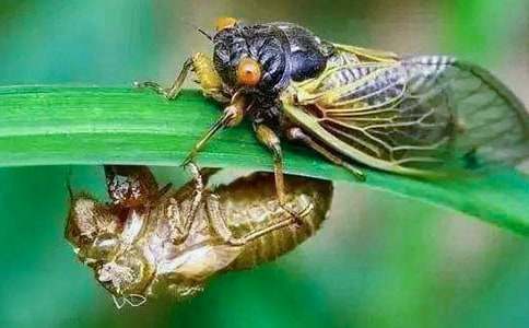 粘知了的敘事作文