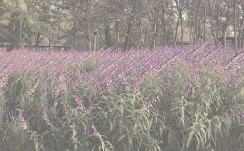 �����T������ֲ��@����