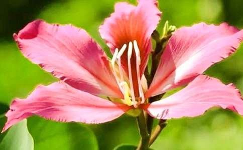 描寫紫荊花作文(精選31篇)