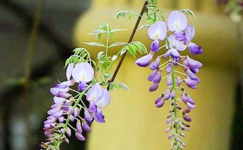 �茑���ٻ��ĸ�������